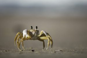 crab1