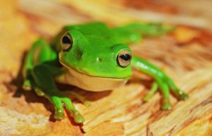 frog 1
